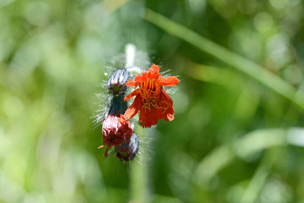 Bel fiore rosso: Pilosella aurantiaca (Asteraceae)